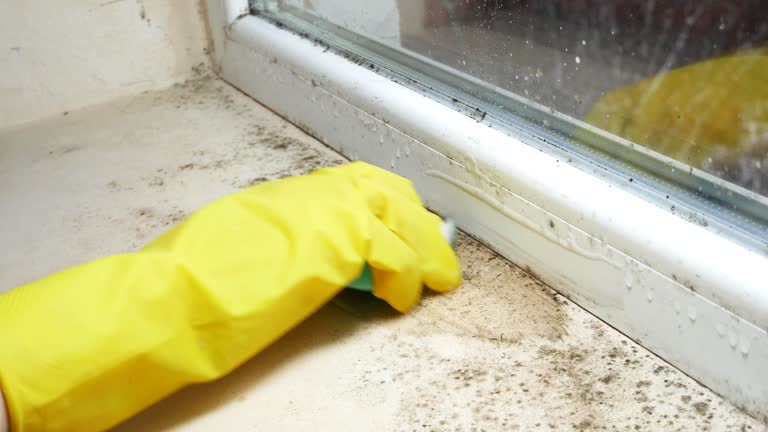 Trusted Southgate, FL Mold Removal Experts